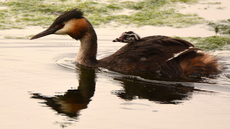 Haubentaucher (1).JPG